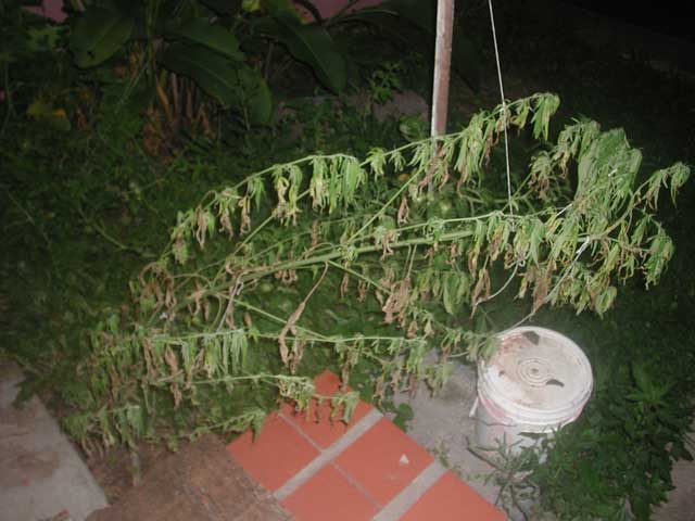 Well, I was on travel for 5 days and this outdoor plant was burn by the sun and no water. at least I have 2 vigorous clones.