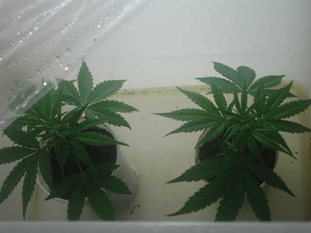 I always read that clones from a flowering plant are very difficult to clone and I have to says. IT IS!!!!.

I take this clones with the other white rhino plants and this two DON'T have any roots yet, but they look very alive. Let's see what happen in the next days.