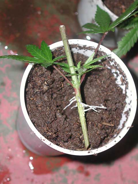 Is very hard to clone this type of cuts, but when the conditions are perfect, almost every cut can root with hormones.