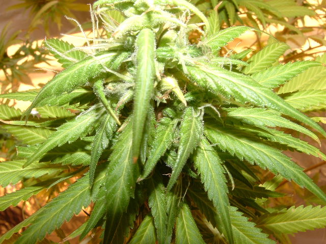 cant tell by the photo but the trichs are milky with a few browns in the mix