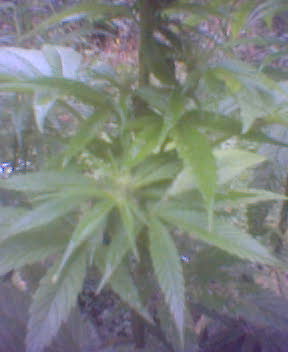 a pic of the main stem