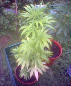 one of my mates plants