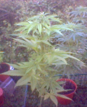 shite pic cuz i took it with my phone but its female n flowering so its all good