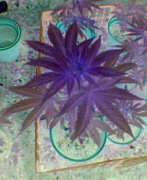 this is the bagseed in vegative growth