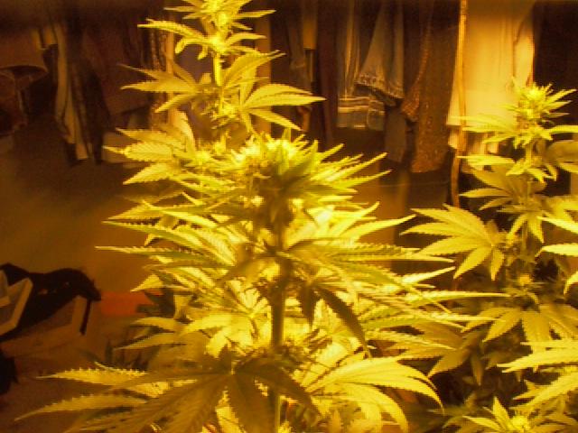 A closer shot.  Day 17 of flower.