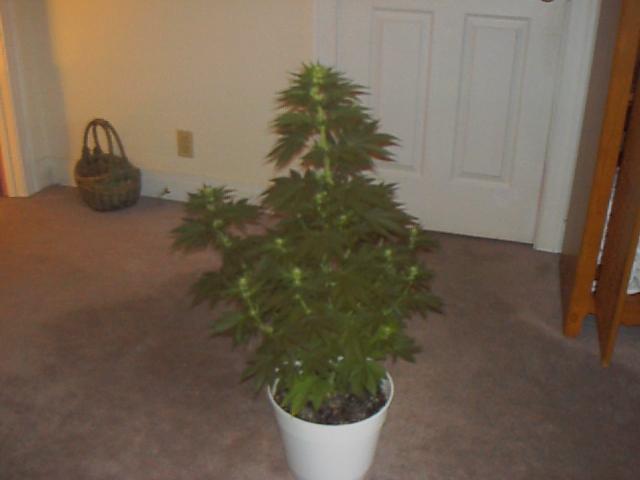 Another AK47.  Day 17 of flower.