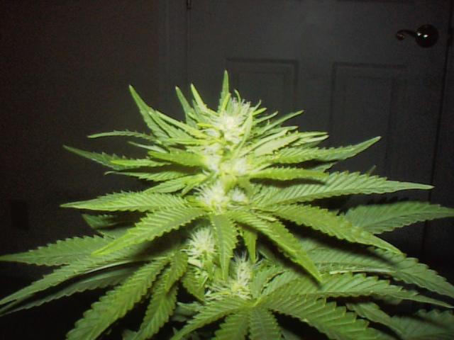 Nice bud shot.  Day 17 of flower.