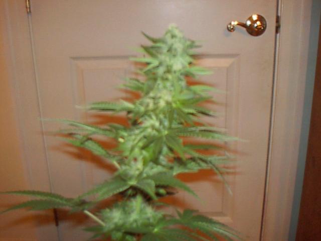 Nice buds.  32 days of flower.