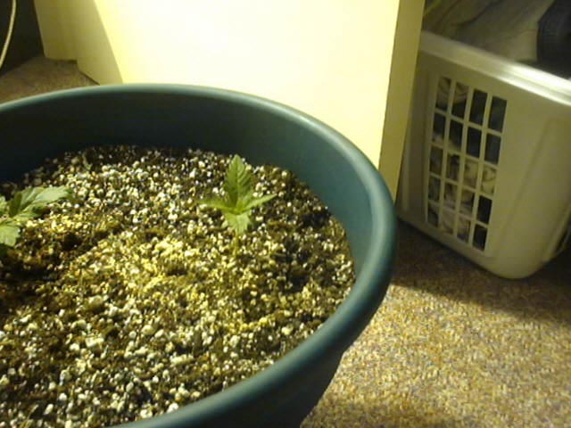 The pot that had the retarded plant got soime company.