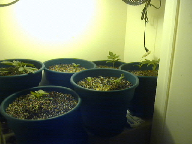 When I first planted my germed seeds I killed a bunch of them so they are all the same age. Between 7 and 17 days old