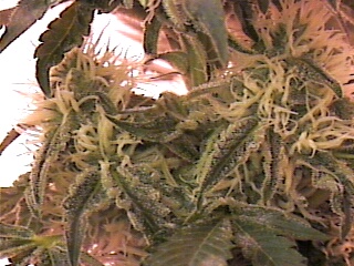 CLOSE UP OF TRICHOMES on BIG FATTY