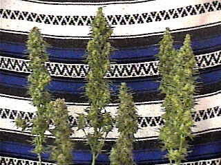 all the buds manicured on a blue and white backdrop