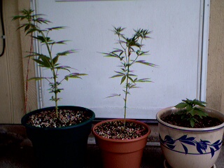 Here are the 3 plants that make up my outdoor experiment. Left to Right: Prozac (female indica, maybe killabanna, 48days from seed and 4 days into flowering, never topped, pruned, or fertilized), BananaPeel (bagseed sativa, FIMed 5 times, pruned 4 times, no fertilizers, also being trained, 58 days from seed), weird how the indica is so much taller then the sativia when the sativa is 10 days older but the sativa was FIMed and pruned and the indica wasnt. Far right is indica NEW, probably also killabanna, 21 days from seed, and ferted with SuperThrive.