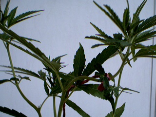 See how the tops are bent from the training. This plant has 5 tops and i am training them to even out their growth.