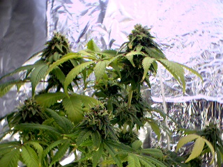 48 days in flower