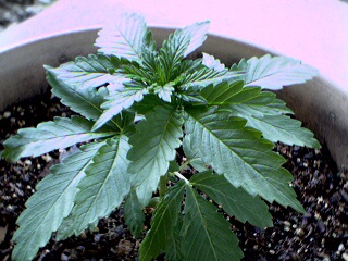 This plant is 21 days from seed and I call it NEW. It is probably another KillaBanna. It is Indica for sure. This 1 have been ferting and adding SuperThrive once a week. It is the youngest of the three in my little outdoor experiment.