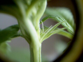 WOOOHOOO after 4 days of me sexing outside you can see in this 10x photo the beautiful little white pistils!!!