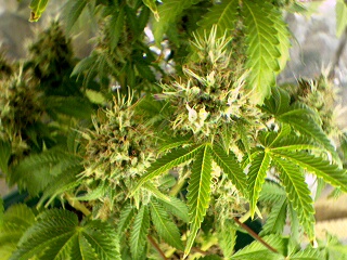 Lower buds