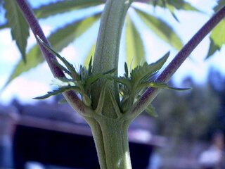 Here is another pic showing male and female flowers together.