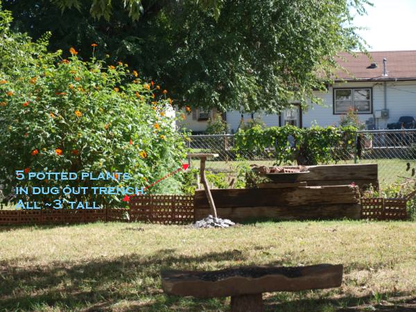 My view from my back door.  Plants are potted, and set in a small trench I dug, to keep a low profile.  The bright orange flowers draw attention. Nobody has seen my plants.