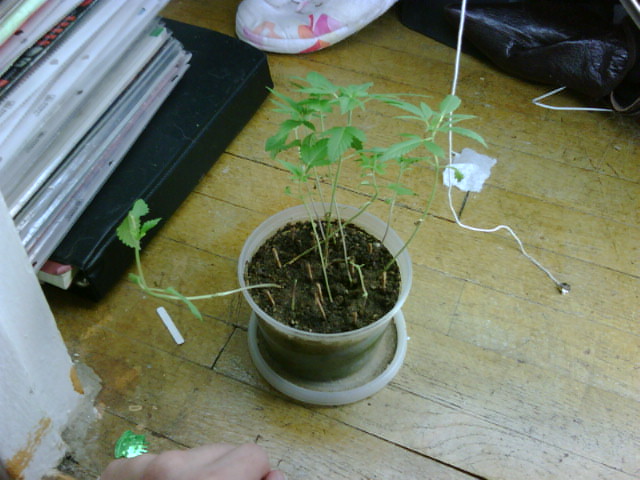 if you notice the plant on the left is hanging in there. some of the leaves are eaten off.  :( i hope she makes it. pic provides a beneath view of the canopy