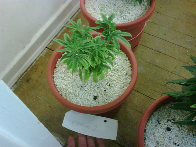 i also topped this plant like crazy and i think its pretty bushy