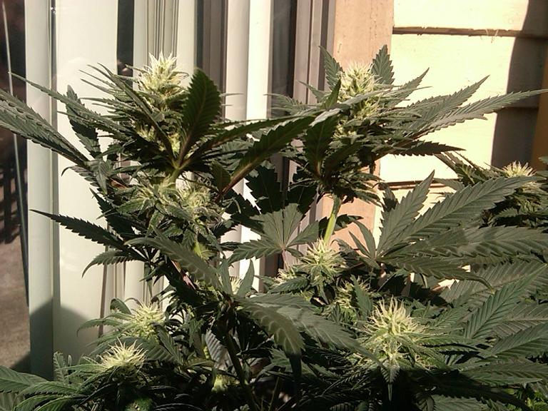 Flowering day 40