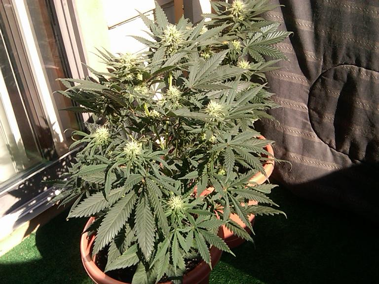 Flowering day 40