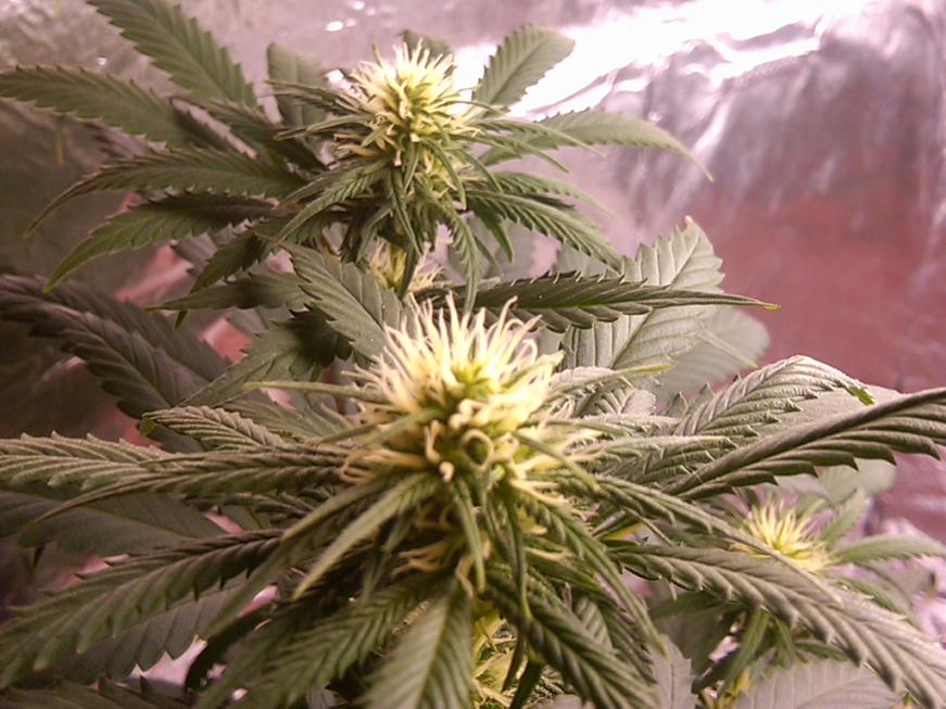 flowering day 36.