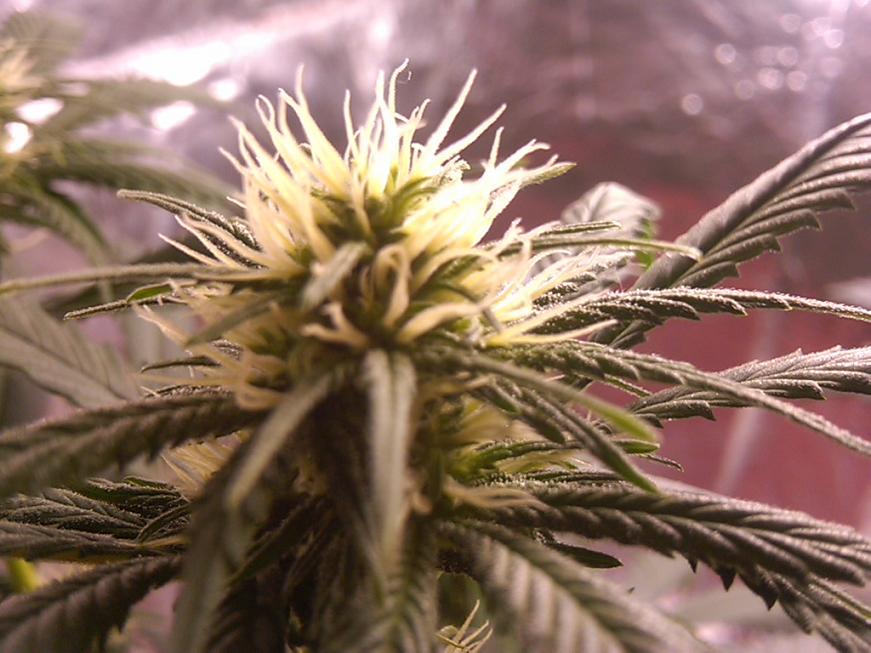 Flowering day 36. DROOOOL....smells like skunk.