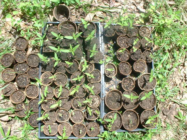 May 12th.  The plants are two weeks old from the day I started to germinate them.  I lost a few to a few big storms.