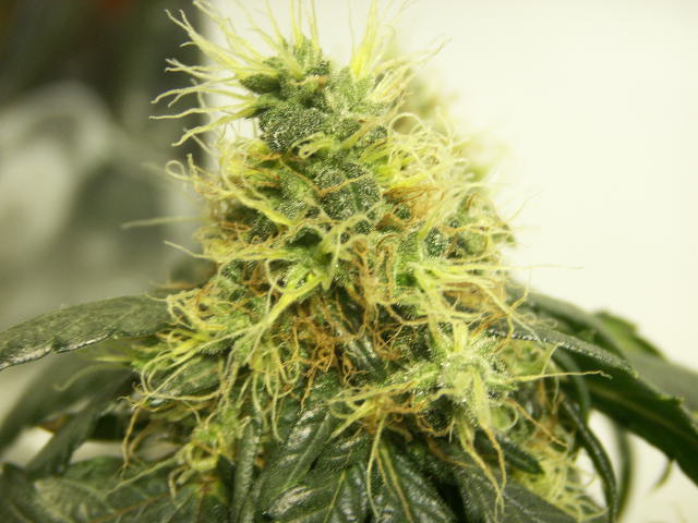 A tasty little morsel. This plant is growing an a hydroponic medium.