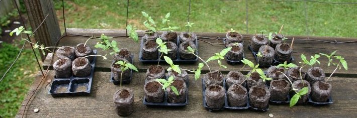 I let them go too long without water the other day and some of them dried up... so I lost 8-10 plants.  I don't want to keep track of this many anyway really :-) The long stemmed leaning ones will probably go too eventually.