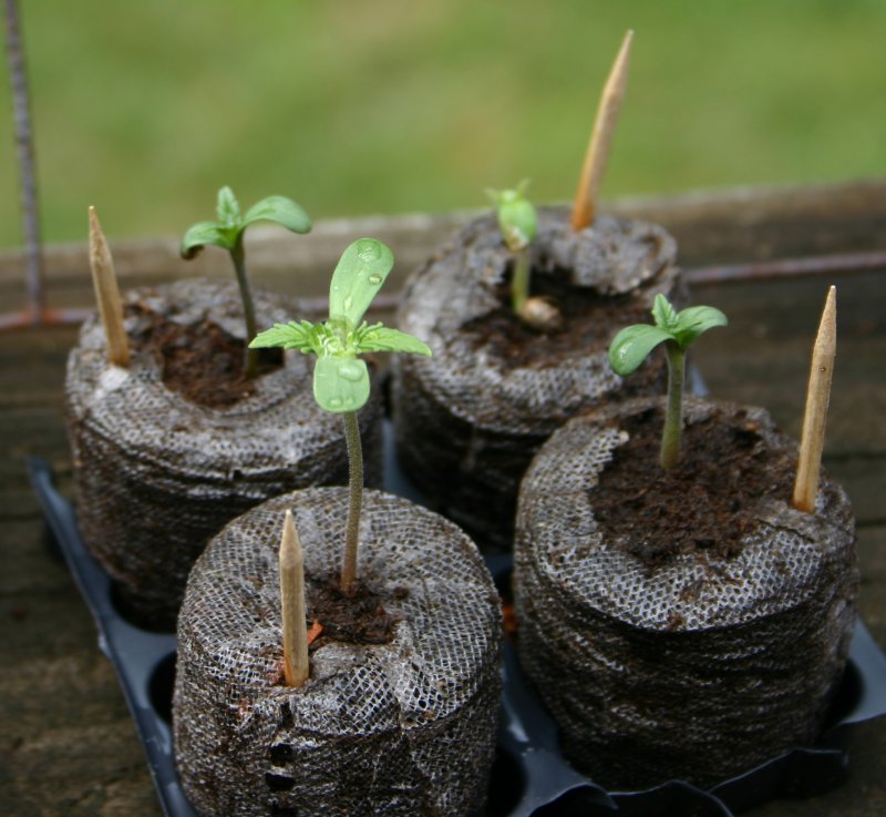 These four were from different seeds that are supposed to be 