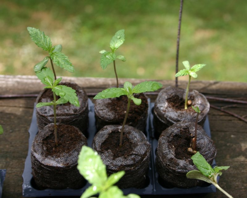 These are my 6 best looking straightest stemmed sprouts.  Don't know if that close one on the right is gonna make it now though.  It barely has a leaf left.