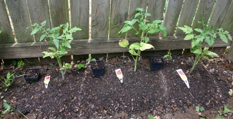 These three were about to produce their first fan leaves so I moved them somewhere less visible to my neighbors.  I germinated these inside, which seems to have been a mistake.  These seeds like to sprout right into the hot sun and not be babied in the air conditioning. Starting them inside seems to be the reason they get those long weak stems and can't support their own weight.