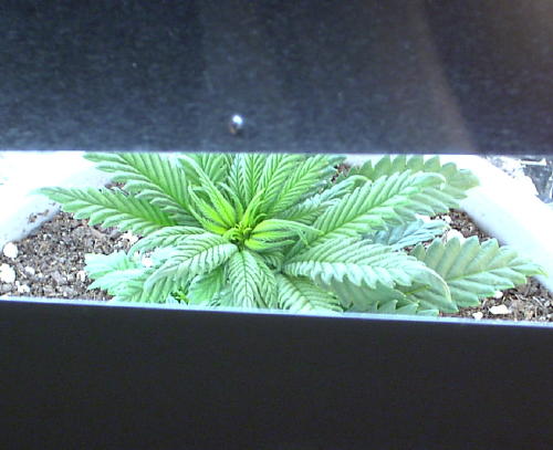 view of female plant almost a month old