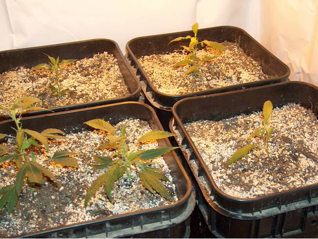 5 promissing ladies. These are clones that spent like 3 days under fluos and 3 more days vegging under the big 400.