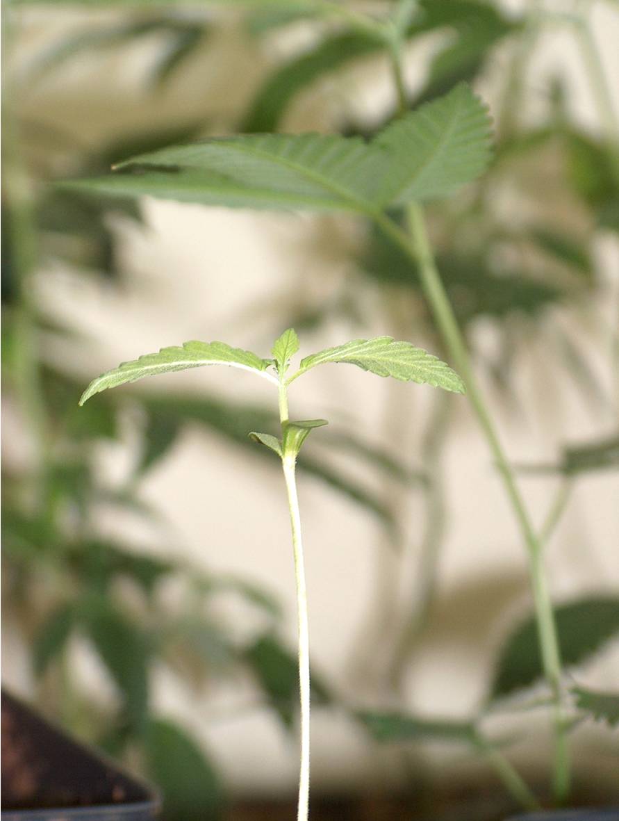 One of the Haze seedling.