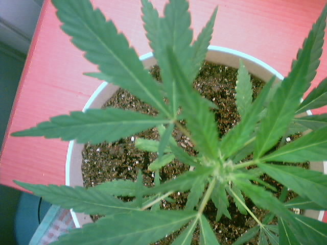 blurry shot of the hairs on the top of the plant, daiglestyle says that bud sites are starting to show up on the plant. don't know why it would still be flowering because its not on 12/12. anyone know why the plant is still starting to bud?