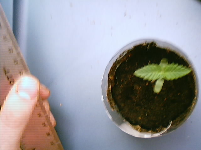 a pic of the seedling a few days later it is 3 inches tall and loving that metal halide!