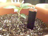 Heres whats going on right now....13 days from seed