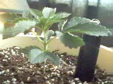 Here is my other plant...14 days from seed.