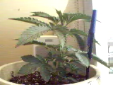 this is my biggest of the two plants. it is slightly older. notice how much bushier it is...I believe this one to be female.