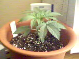 2nd plant at 2 weeks...I suspect this plant to be male....time will tell!