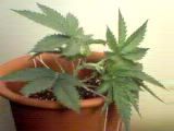 Started jogging these two plants today...they are growing fast!