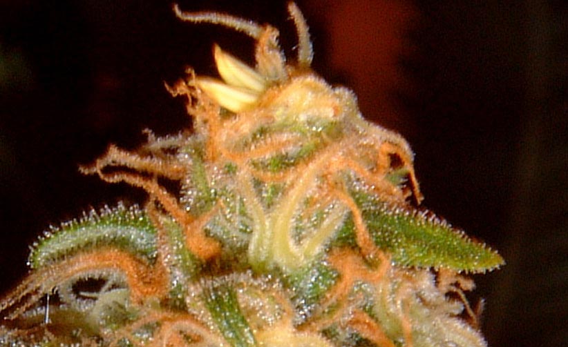 hindu kush .. what else can u say its the kush ....