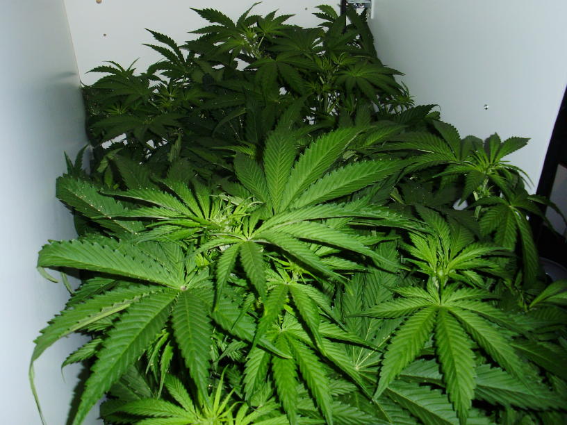 Bitches posing