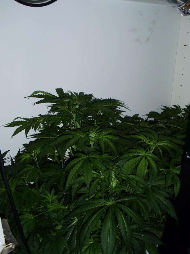 Bitches posing