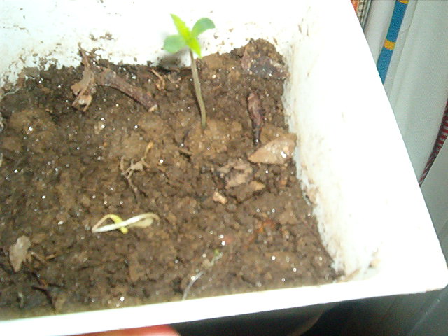 welll its growing rather quickly